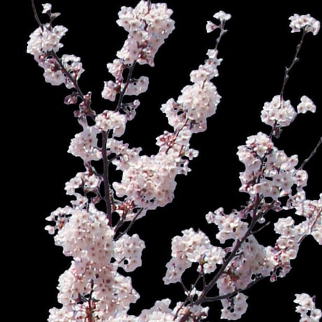 桜　切り抜き素材セット  - Cherry Blossoms   sa_014