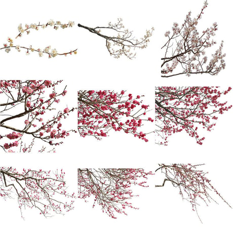 梅　切り抜きセット素材  - Plum trees  2u_02