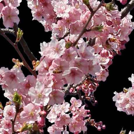桜　切り抜き素材セット  - Cherry Blossoms   sa_018