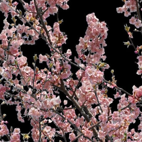 桜　切り抜き素材セット  - Cherry Blossoms   sa_021