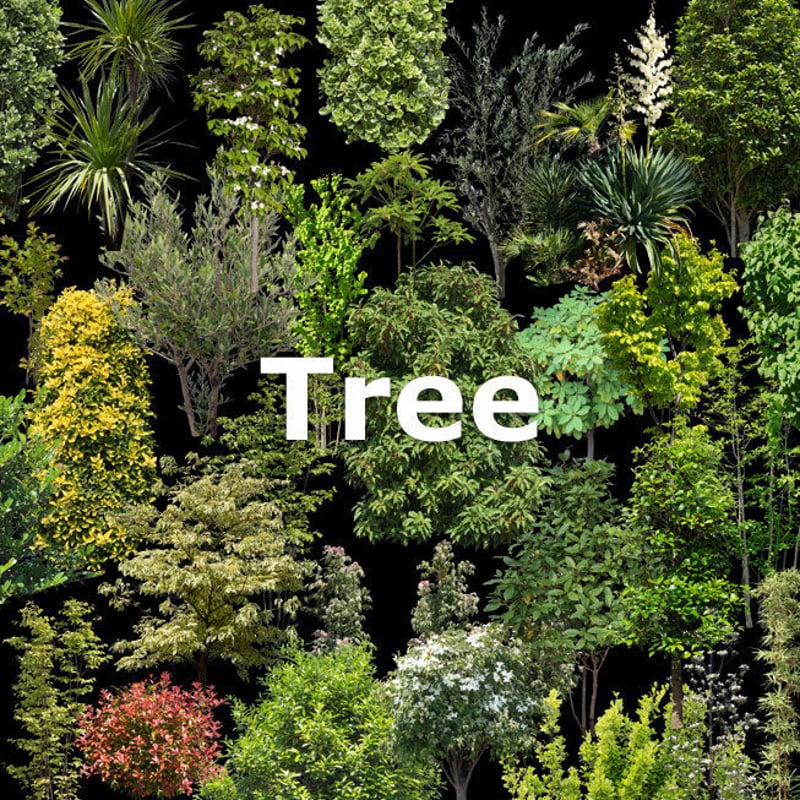 樹木　庭園樹公園樹 2025年 石川県樹木公園 - 出発前に知っておくべきことすべて