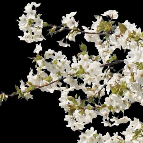 桜　切り抜き素材セット  - Cherry Blossoms   sa_014