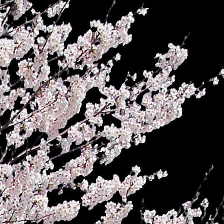 桜　切り抜き素材セット  - Cherry Blossoms   sa_010
