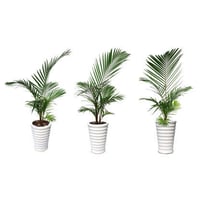 観葉植物素材　アレカヤシ　8kp0001