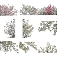 桜　切り抜き素材セット  - Cherry Blossoms   sa_003