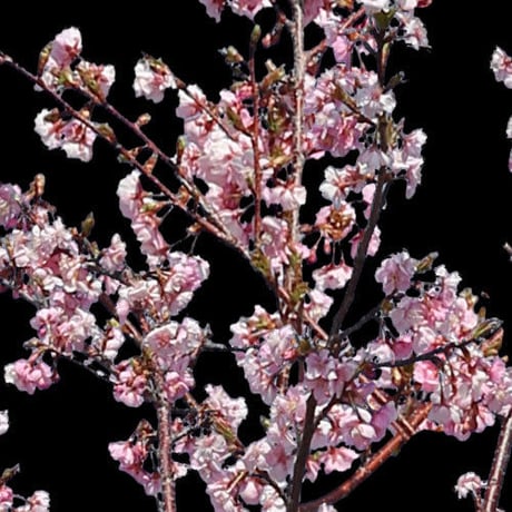 桜　切り抜き素材6個セット  - Cherry Blossoms   sa_022