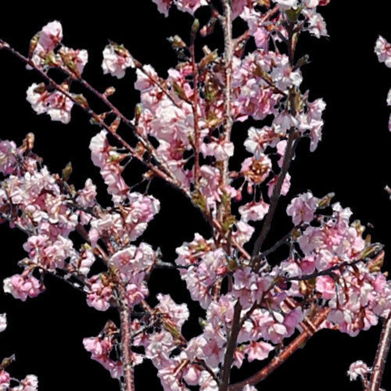 桜 切り抜き素材6個セット - Cherry Blossoms sa_022 | 樹木素