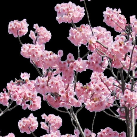 桜　切り抜き素材セット  - Cherry Blossoms   sa_011