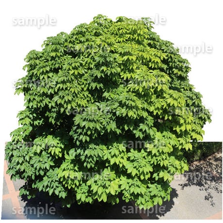 鳥瞰樹木    Bird-eye_45-トチノキ-HorseChestnut