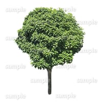 鳥瞰樹木    Bird-eye_34-カクレミノ-DendropanaxTrifidus