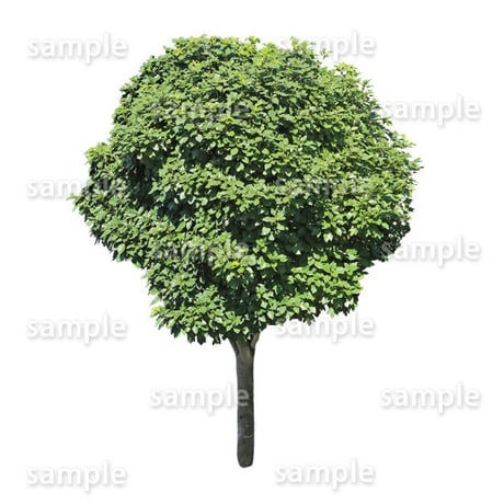 鳥瞰樹木    Bird-eye_34-カクレミノ-DendropanaxTrifidus