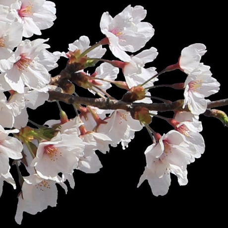 桜　切り抜き素材セット  - Cherry Blossoms   sa_004