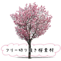 フリー素材！陽光桜　桜切り抜き素材 yoko-sakura