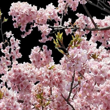 桜　切り抜き素材セット  - Cherry Blossoms   sa_017