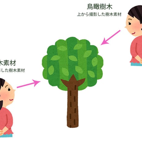 鳥瞰樹木  Bird-eye_56-ユズリハ-DaphniphyllumMacropodum