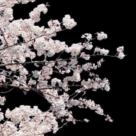 桜　切り抜き素材セット  - Cherry Blossoms   sa_007