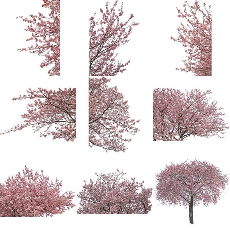 桜　切り抜き素材セット  - Cherry Blossoms   sa_018