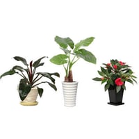観葉植物素材　3個セット　8kp0013
