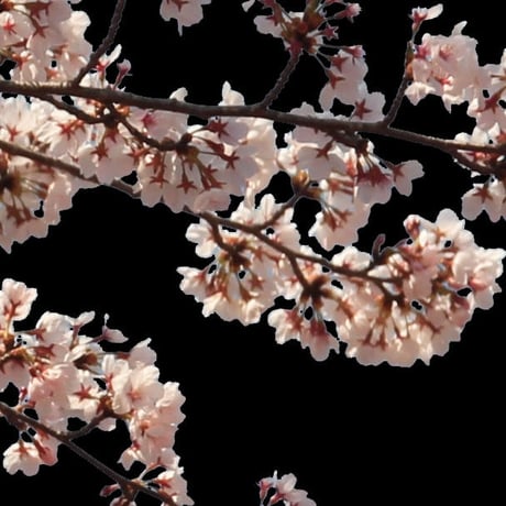 桜　切り抜き素材セット  - Cherry Blossoms   sa_004