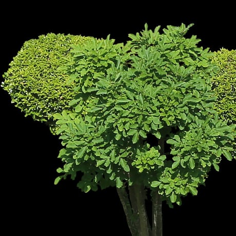 鳥瞰樹木  Bird-eye_57-低木ツツジなど-Shrub