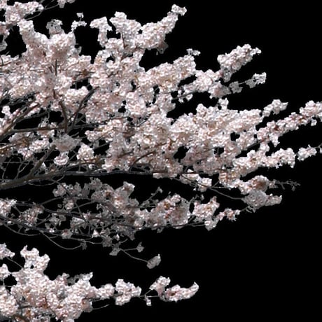 桜　切り抜き素材セット  - Cherry Blossoms   sa_001