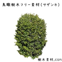 フリー素材！サザンカ鳥瞰樹木素材 Birds-eye-free04