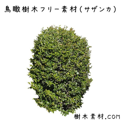 フリー素材！サザンカ鳥瞰樹木素材 Birds-eye-free04