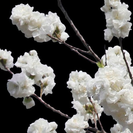 桜　切り抜き素材セット  - Cherry Blossoms   sa_003