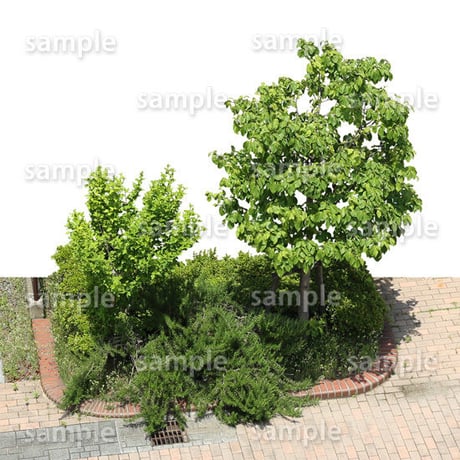 鳥瞰樹木  Bird-eye_55-庭木-GardenTree