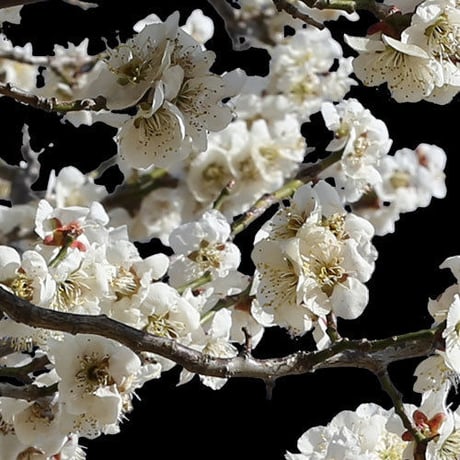 梅　切り抜きセット素材  - Plum trees  2u_05