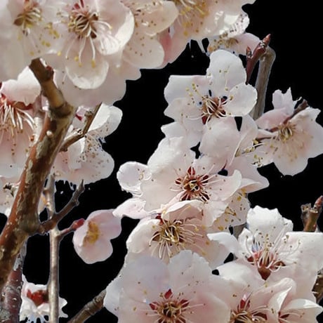 梅　切り抜きセット素材  - Plum trees  2u_02
