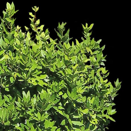鳥瞰樹木    Bird-eye_49-マサキ-JapaneseSpindle