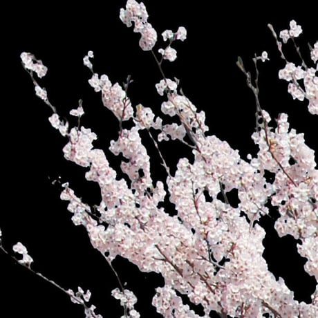 桜　切り抜き素材セット  - Cherry Blossoms   sa_010