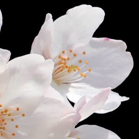 桜　切り抜き素材セット  - Cherry Blossoms   sa_005