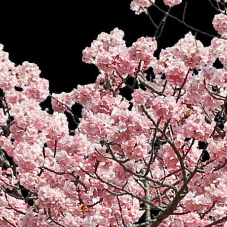 桜　切り抜き素材セット  - Cherry Blossoms   sa_020