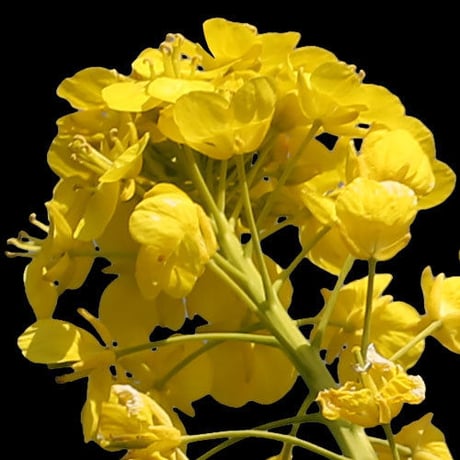 菜の花　切り抜き素材　H_020