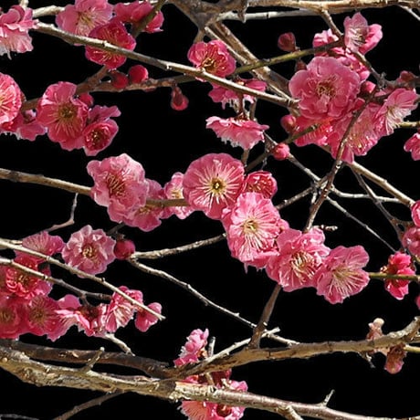梅　切り抜きセット素材  - Plum trees  2u_02
