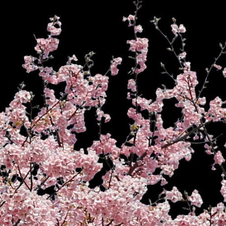 桜　切り抜き素材セット  - Cherry Blossoms   sa_020