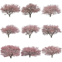 桜　切り抜き素材セット  - Cherry Blossoms   sa_020
