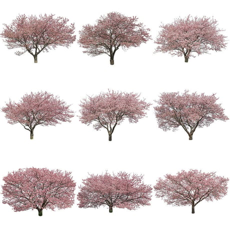 桜　切り抜き素材セット  - Cherry Blossoms   sa_020