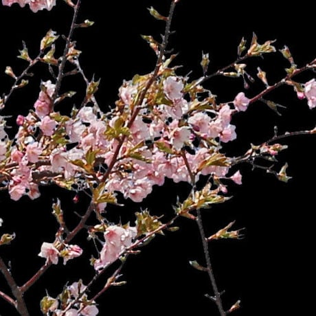 桜　切り抜き素材6個セット  - Cherry Blossoms   sa_022
