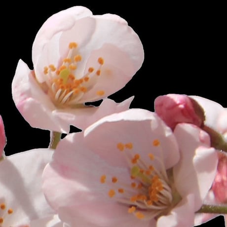桜　切り抜き素材セット  - Cherry Blossoms   sa_005