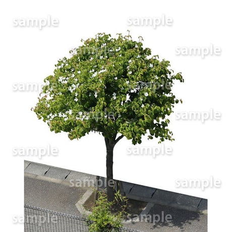 鳥瞰樹木    Bird-eye_26-ヤマボウシ-JapaneseFloweringDogwood