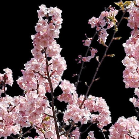 桜　切り抜き素材セット  - Cherry Blossoms   sa_018
