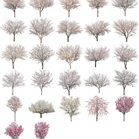 桜　27個セット  - Cherry Blossoms  sa_set02