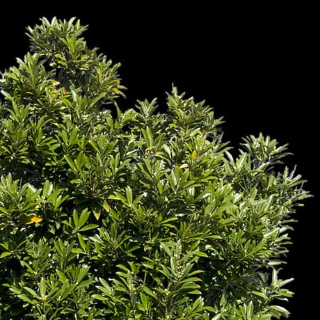 鳥瞰樹木    Bird-eye_25-タブノキ-LithocarpusEdulis