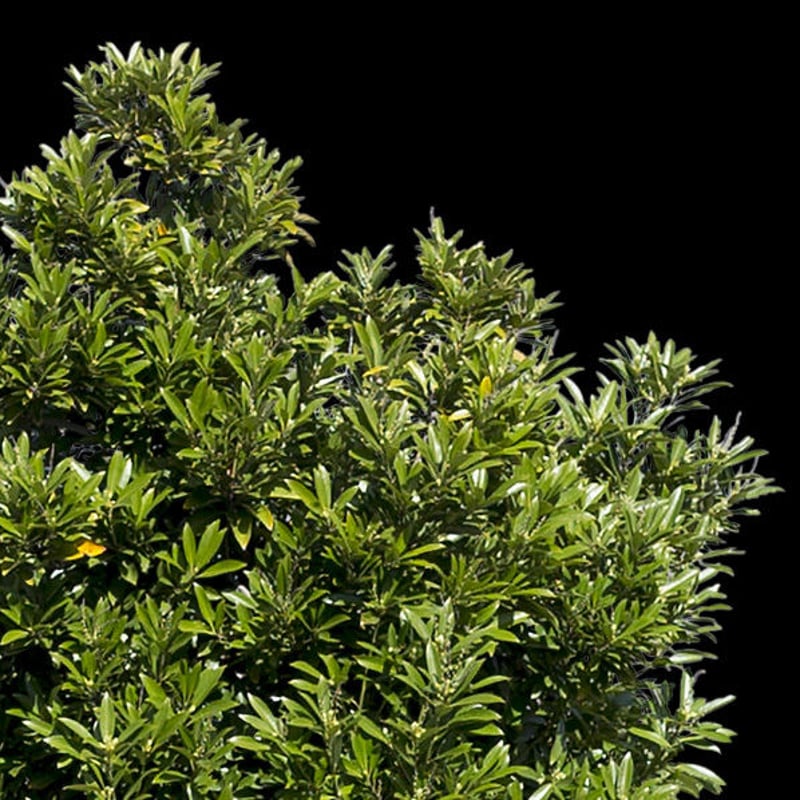 鳥瞰樹木 Bird-eye_25-タブノキ-LithocarpusEdulis | 樹木