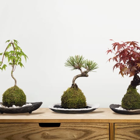 苔玉盆栽切り抜きデータ kokedama03
