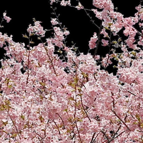 桜　切り抜き素材セット  - Cherry Blossoms   sa_020