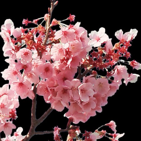 桜　切り抜き素材セット  - Cherry Blossoms   sa_014